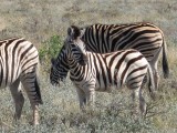 Namibia, Hochzeit, Reise, Bilder, Fotos - img_5226.jpg